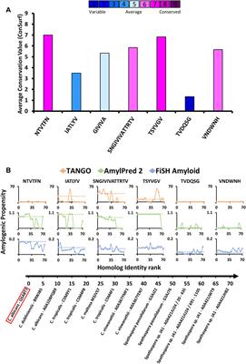 Structure and Conservation of Amyloid Spines From the Candida albicans Als5 Adhesin